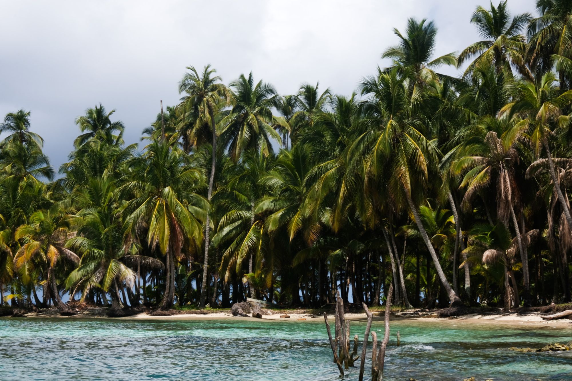 Línea de palmeras junto a la orilla de una isla de Guna Yala